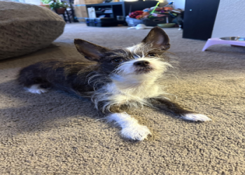 oldest shih tzu ever