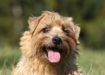 grooming norwich terrier
