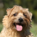grooming norwich terrier