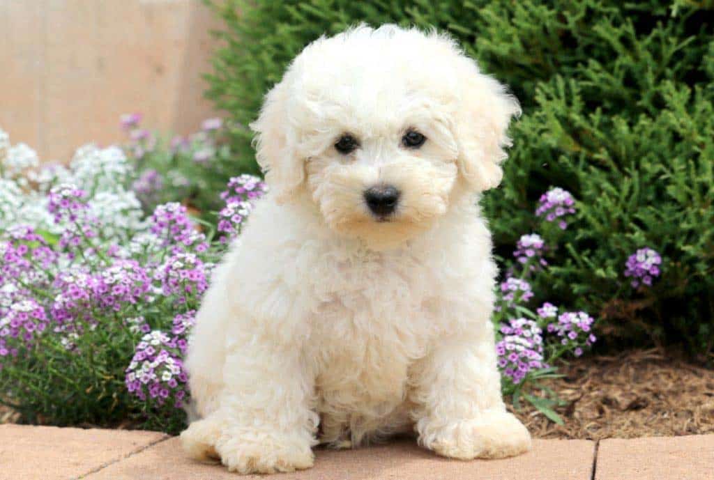 bichon for sale