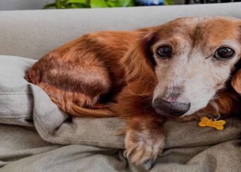 dachshund adoption ct