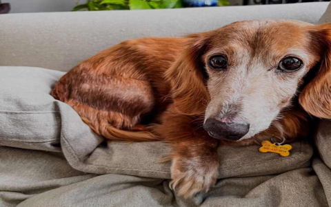 dachshund adoption ct