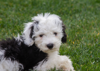 sheepadoodle puppies florida