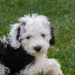 sheepadoodle puppies florida