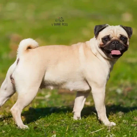 pug dog breed price in india