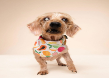 dachshund rescue st louis