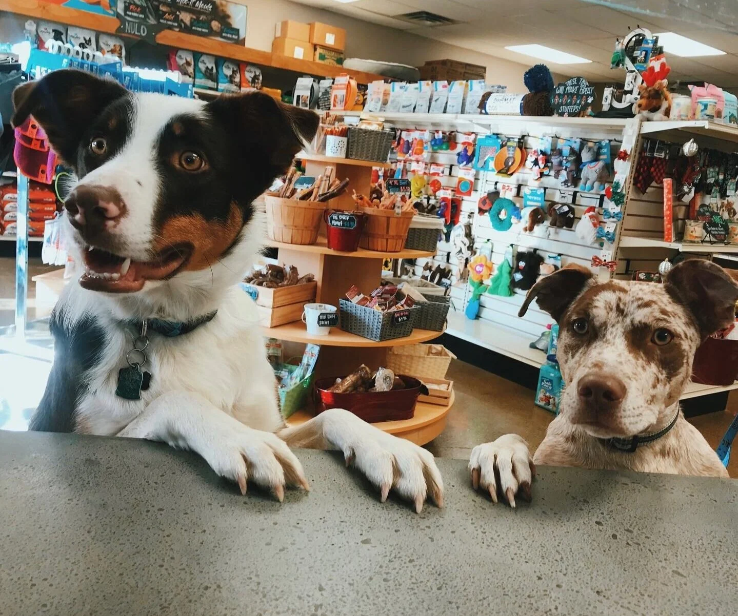 best dog store near me