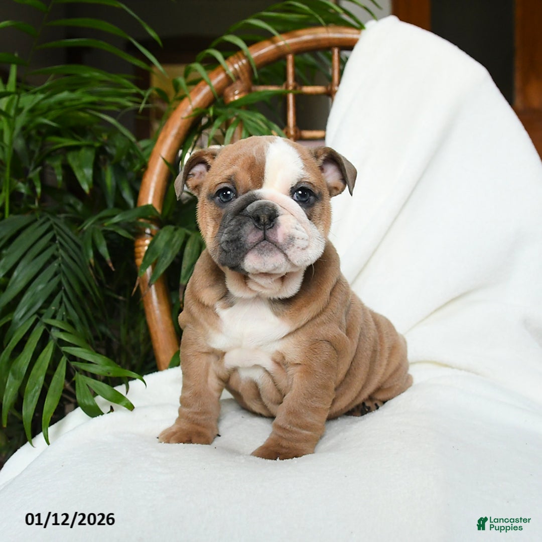 english bulldog puppies nj