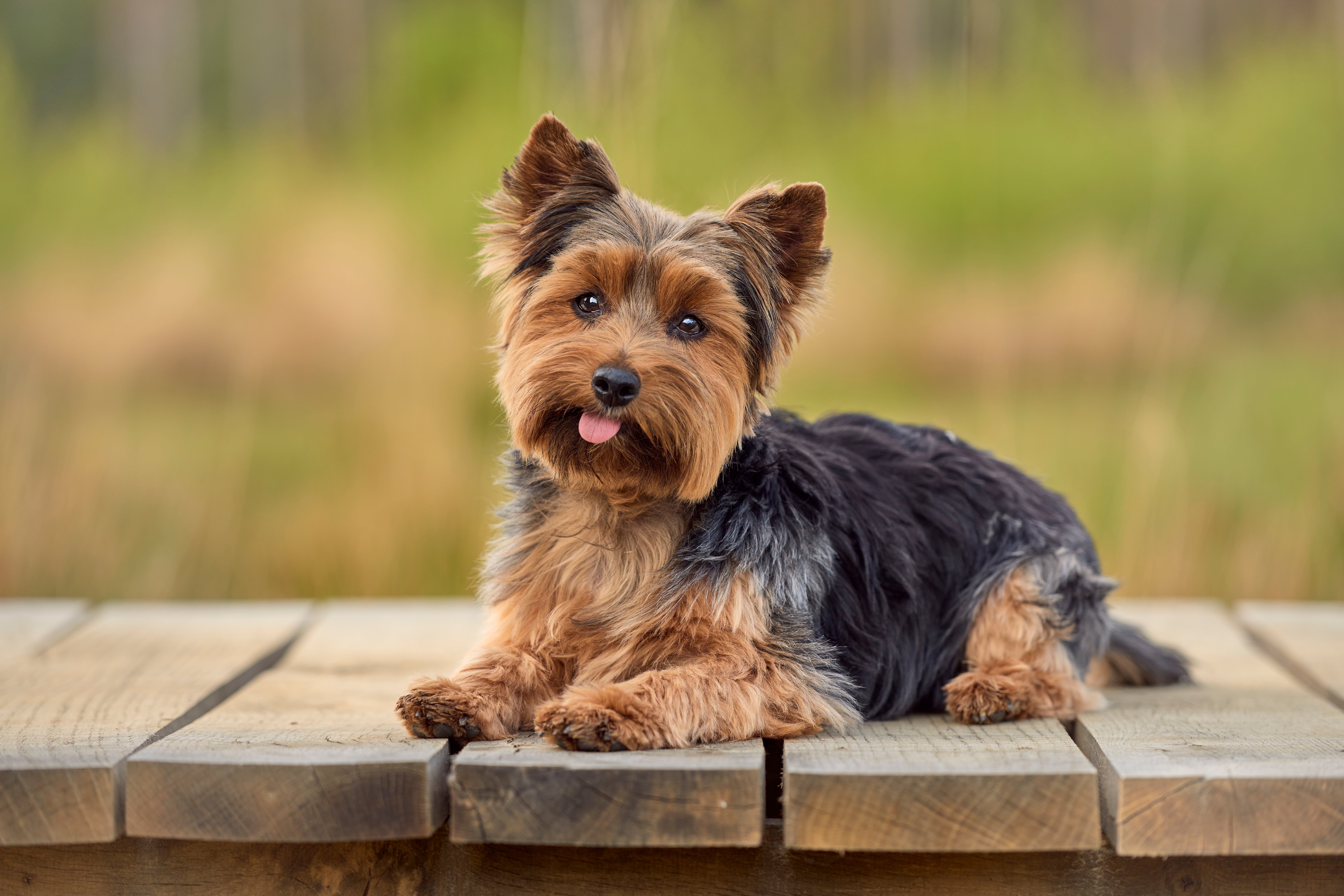 petfinder yorkshire terrier