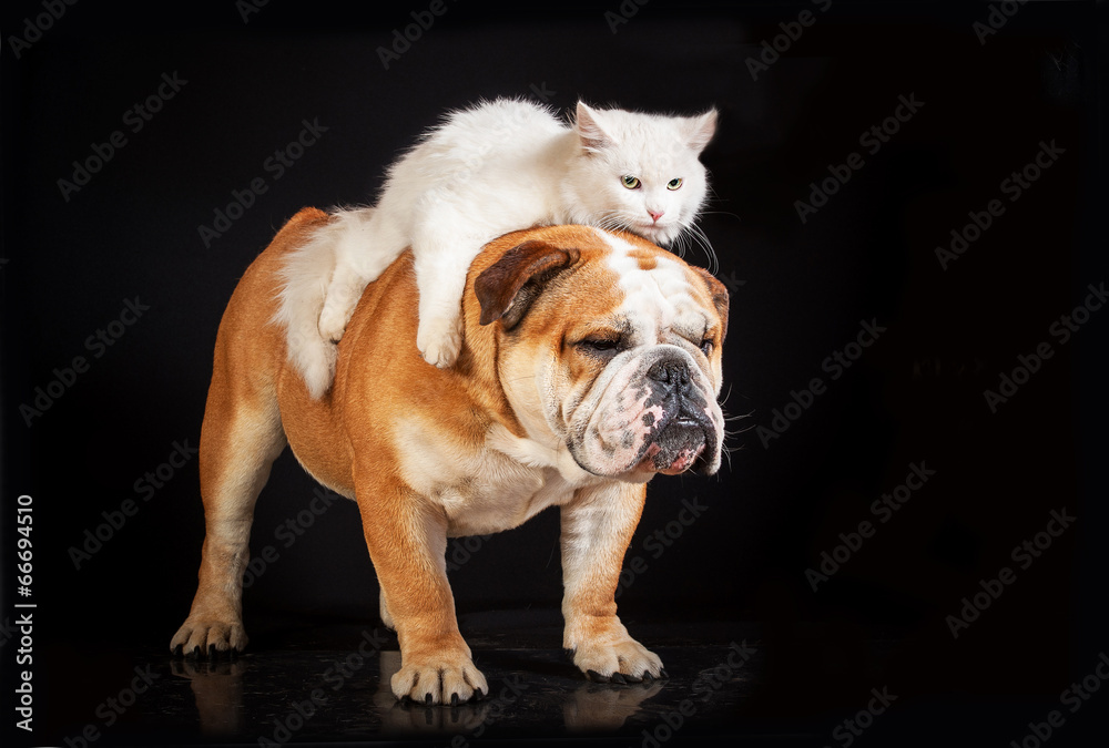english bulldogs and cats