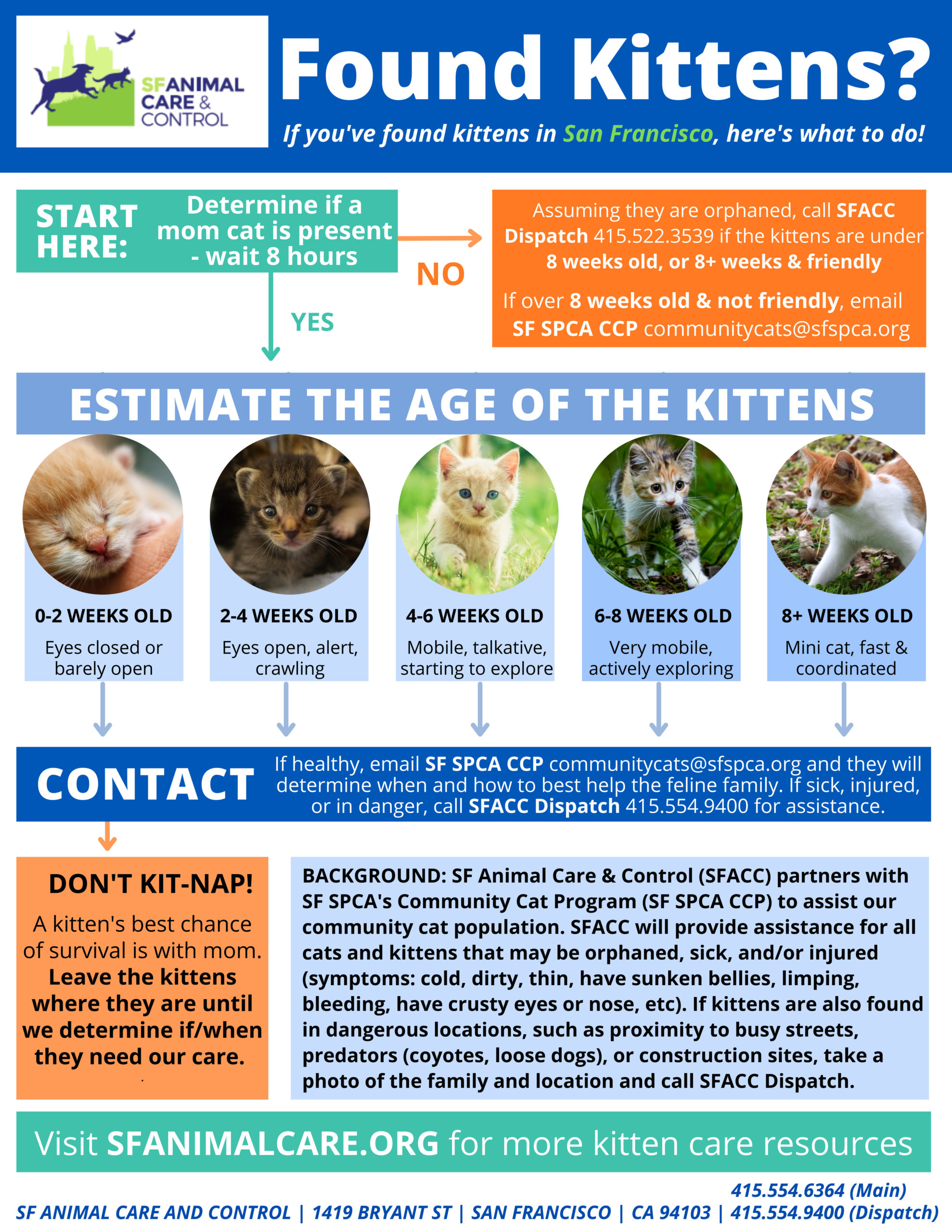 where can i find kittens