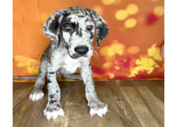 merle great dane puppy