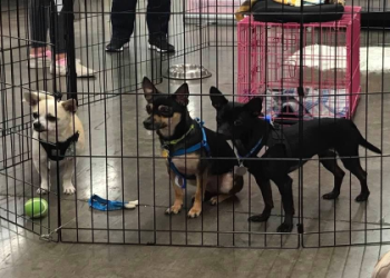 dogs for sale petsmart