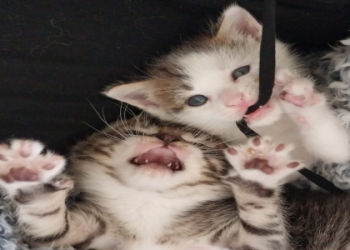 pet finder california