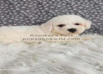 bichon frise puppies near me