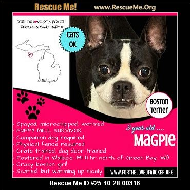 boston terrier rescue michigan