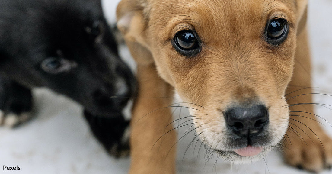 free puppies near me craigslist