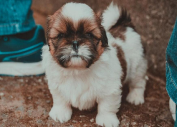 free adoption pets near me