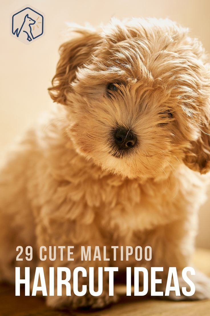 maltipoo haircuts styles pictures