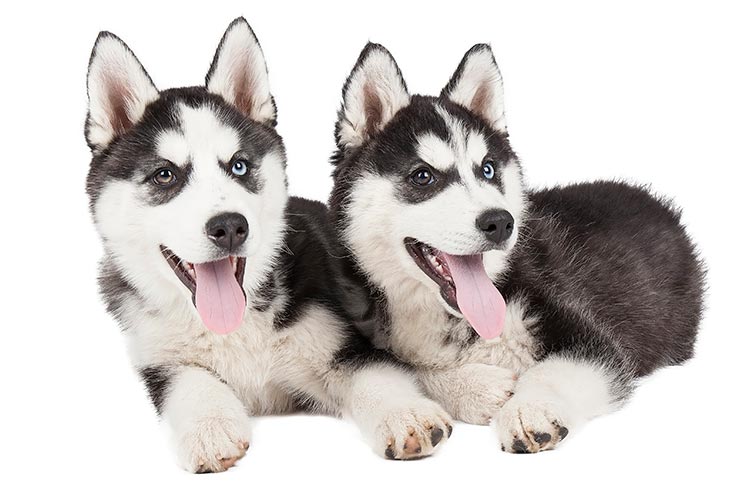 husky puppies for sale in maine