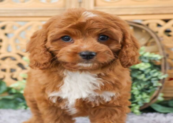 where to sell my puppies