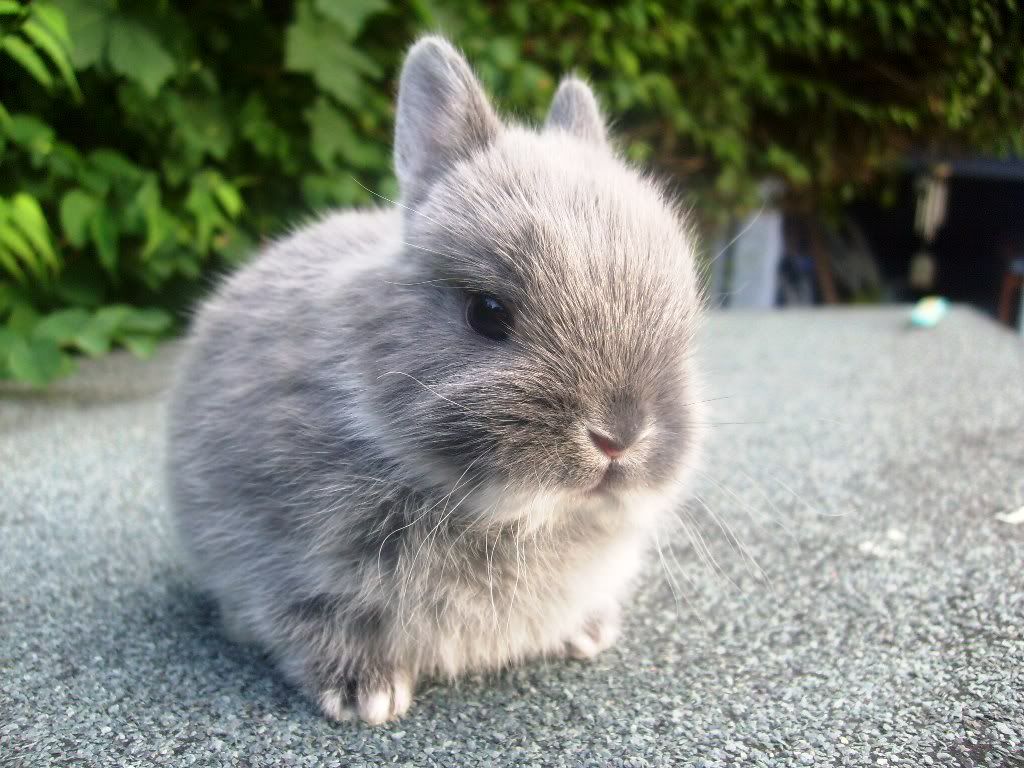 gray rabbits for sale