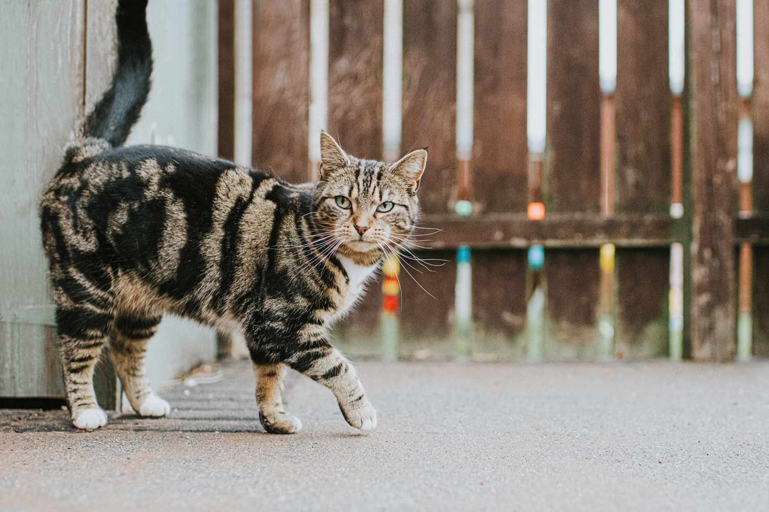 brindle tabby cat