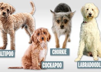 cockapoo x labradoodle