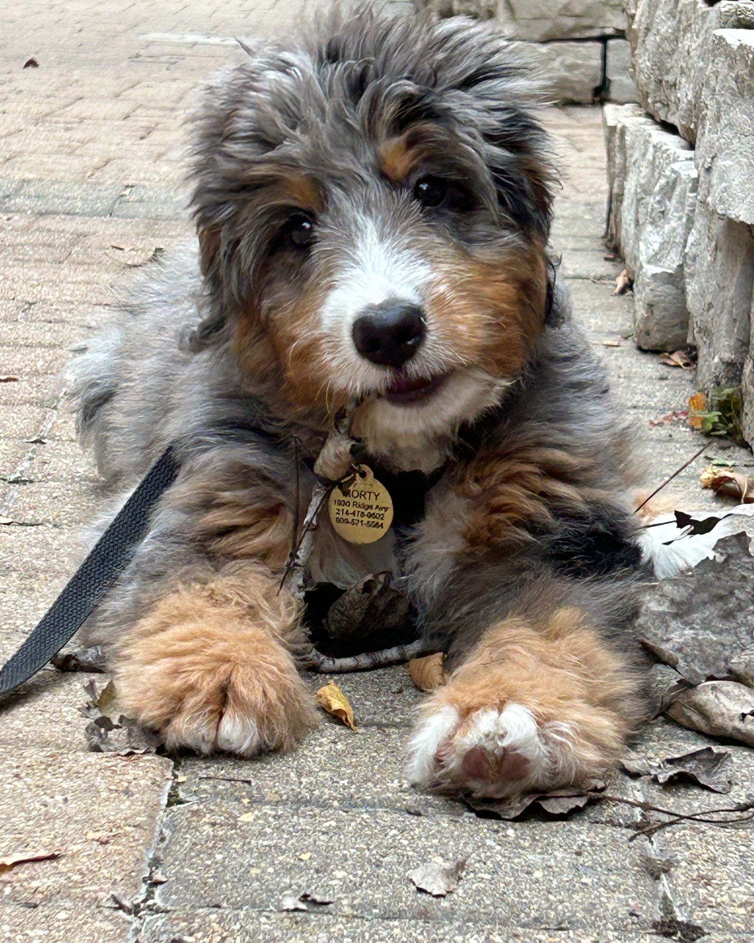bernedoodle for sale indiana