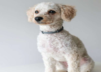 cockapoo for sale los angeles