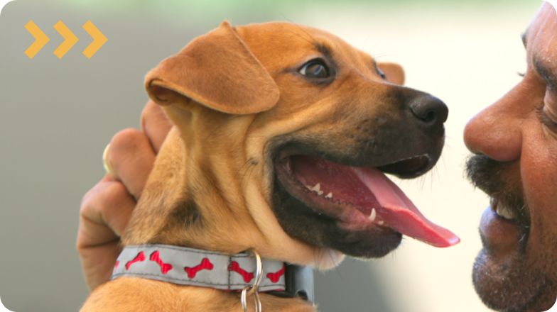 petsmart dog adoption near me