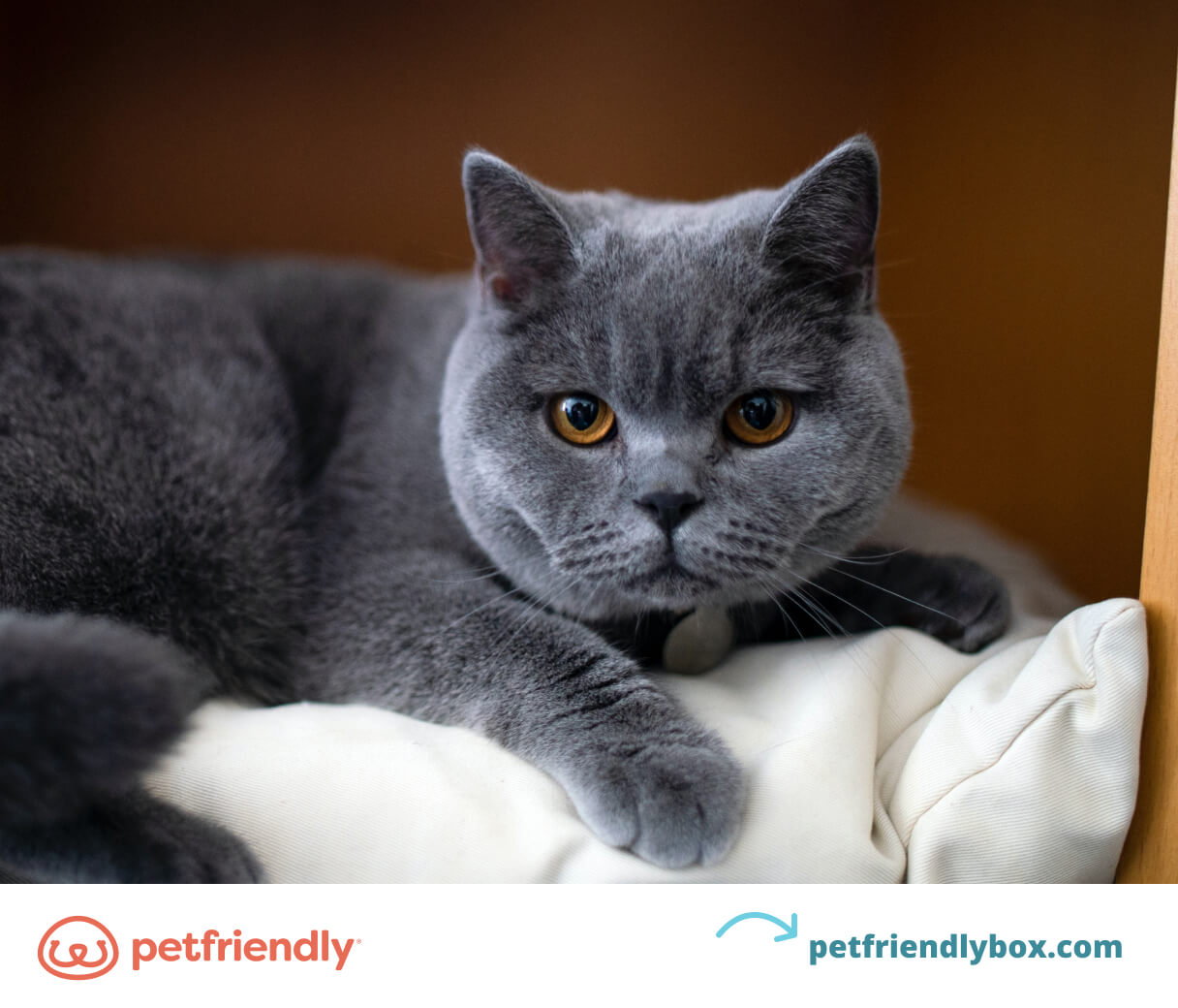 which cat breed is best for me quiz