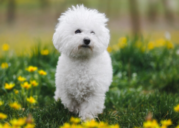 bichon frise old age problems