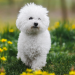 bichon frise old age problems