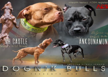 pit bull terrier sale