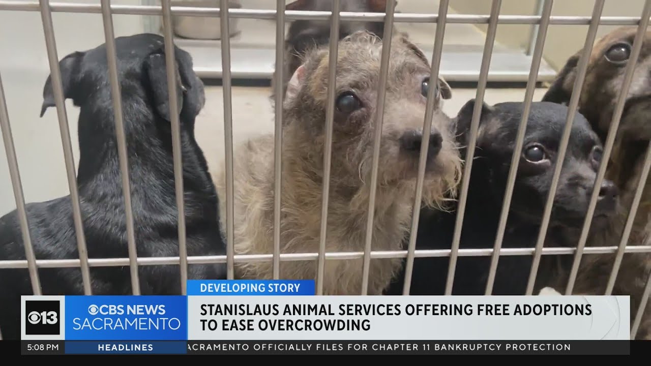 stanislaus dog shelter
