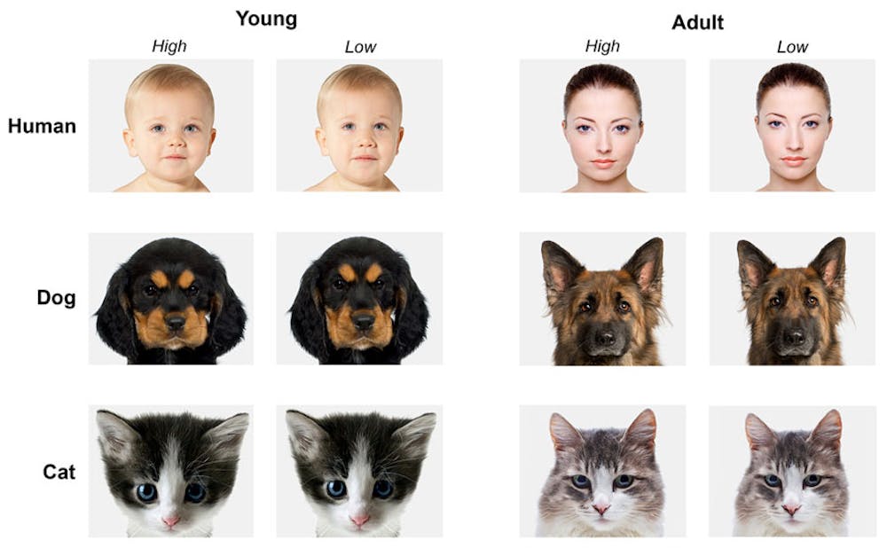 why do we find animals cute