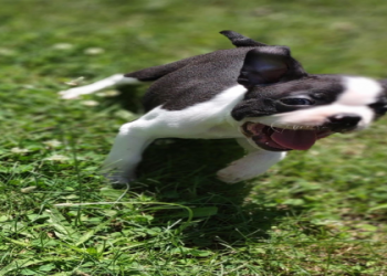 boston terrier puppies for sale in michigan