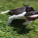boston terrier puppies for sale in michigan