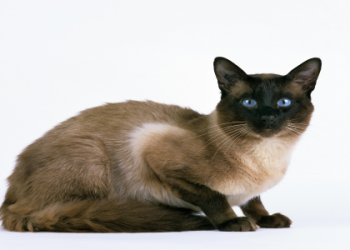 balinese kittens for sale