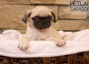 dog pug for sale