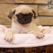 dog pug for sale