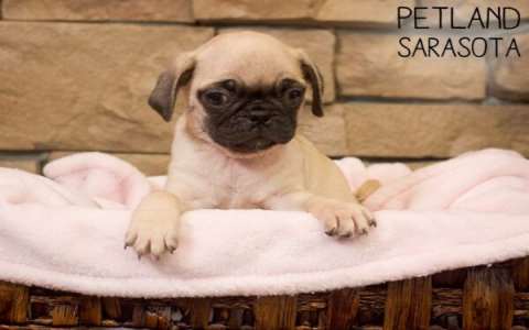 dog pug for sale