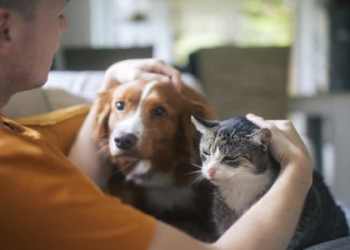 best pet care