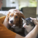 best pet care