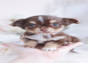 arizona chihuahua breeders