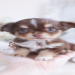 arizona chihuahua breeders