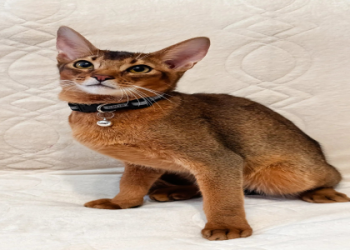 cats on sale near me