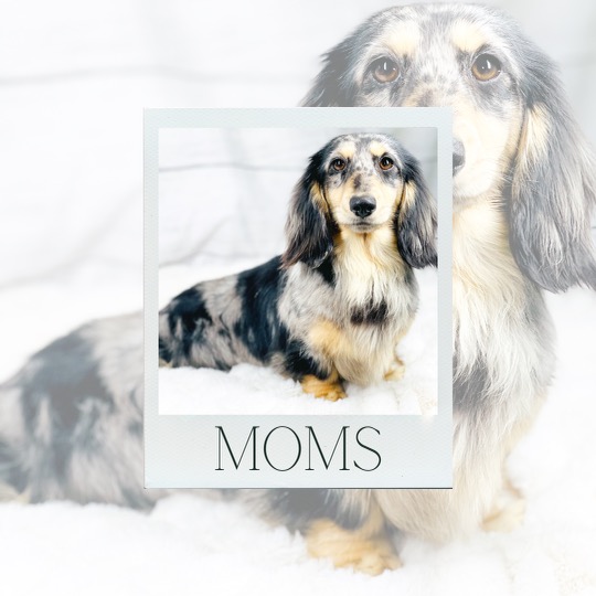 dachshund washington state