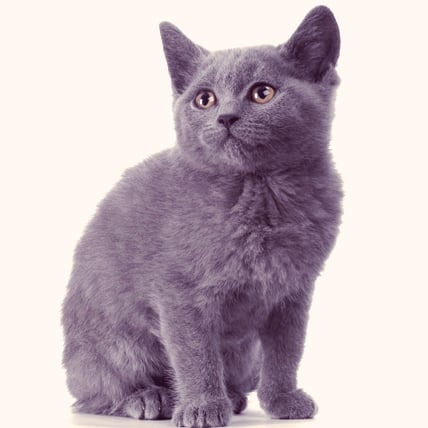 purple cat breed